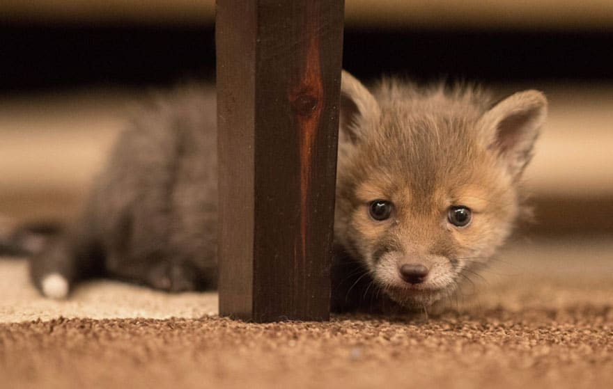 orphaned fox cub adopted dog ziva dinozzo germany 11