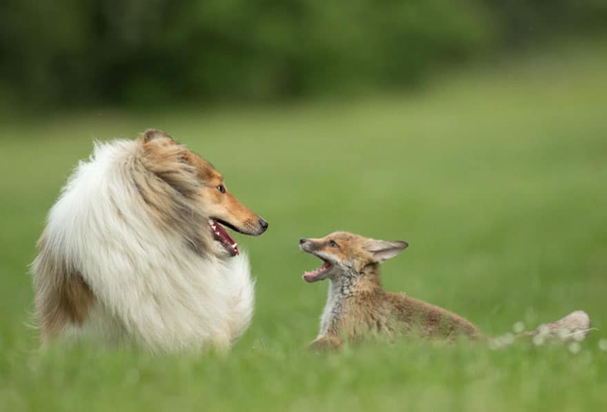 orphaned fox cub adopted dog ziva dinozzo germany 12