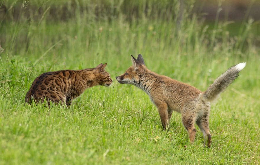 orphaned fox cub adopted dog ziva dinozzo germany 13