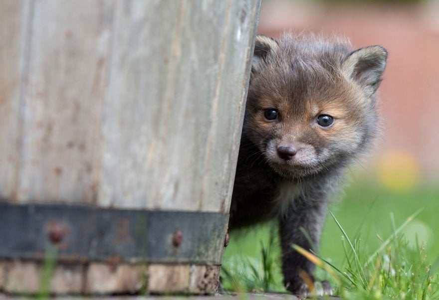 orphaned fox cub adopted dog ziva dinozzo germany 18