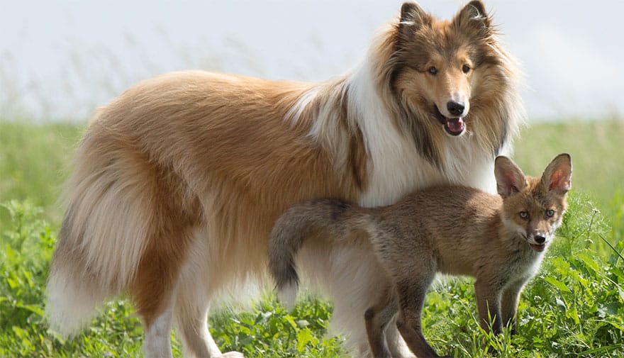 orphaned fox cub adopted dog ziva dinozzo germany 2