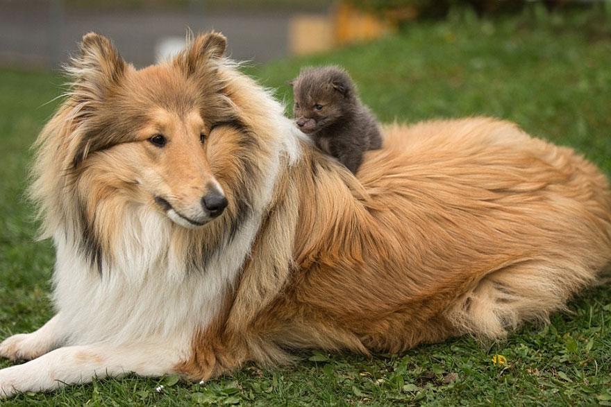 orphaned fox cub adopted dog ziva dinozzo germany 20