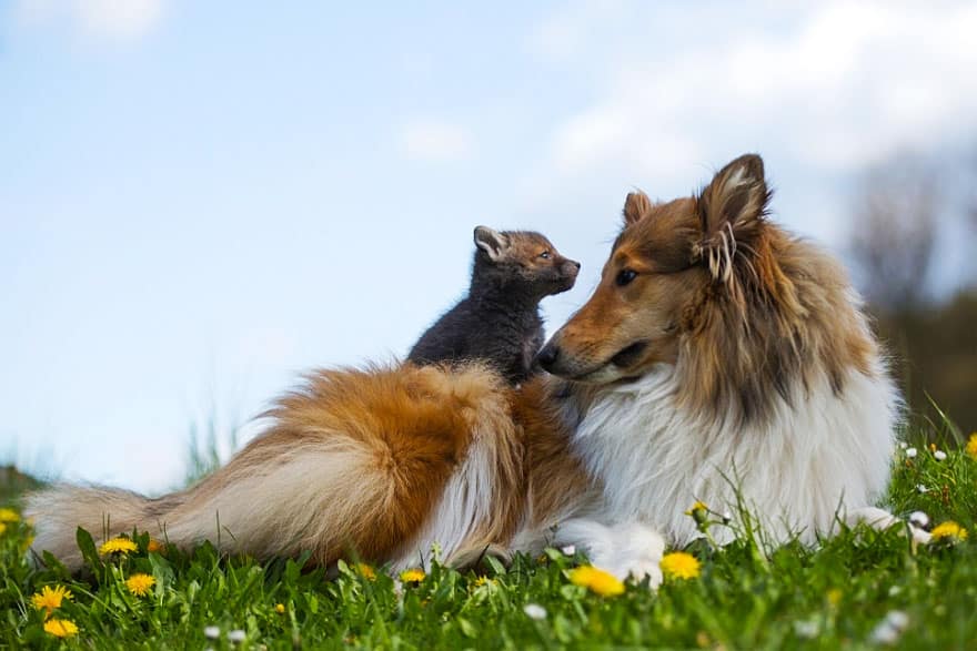 orphaned fox cub adopted dog ziva dinozzo germany 21