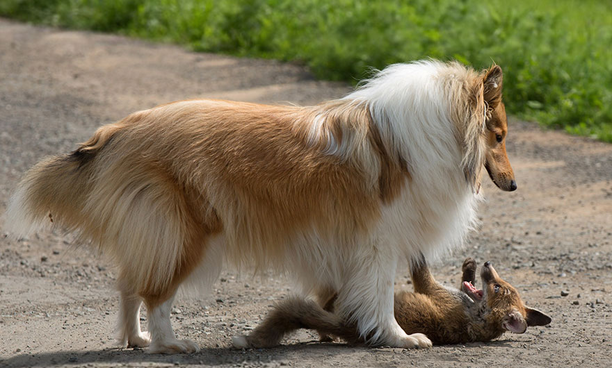 orphaned fox cub adopted dog ziva dinozzo germany 22