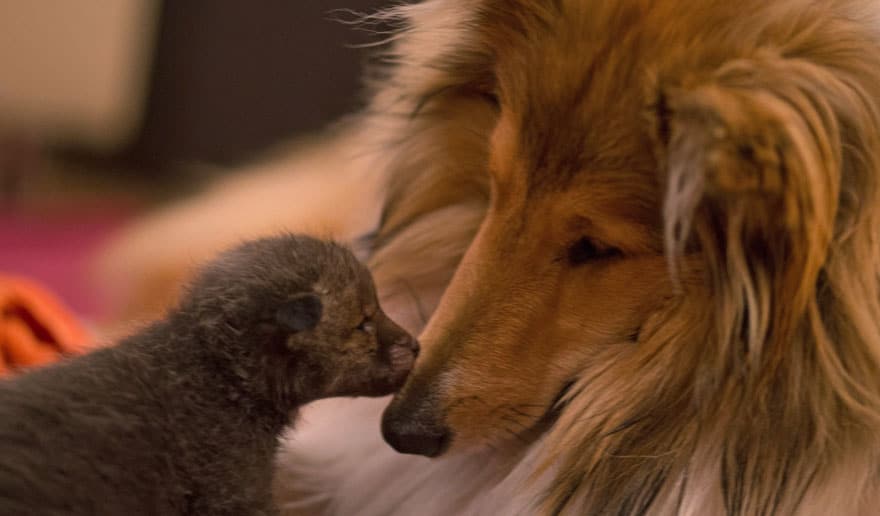 orphaned fox cub adopted dog ziva dinozzo germany 4