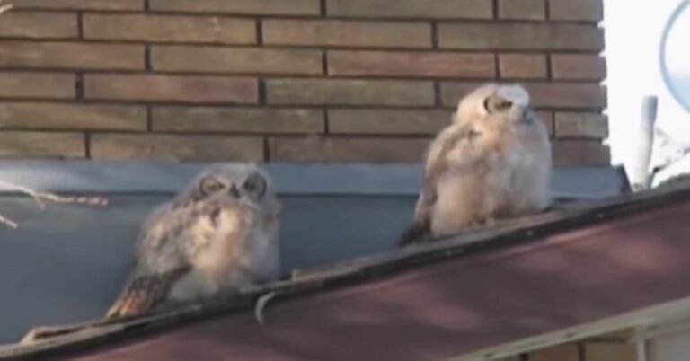 Δυο κουκουβάγιες κάθονται σε μια σκεπή. Τότε η μια από τις δυο, στα δεξιά έκανε κάτι πολύ διαβολικό! Θα πεθάνετε από τα γέλια!