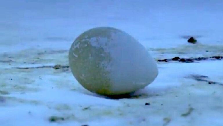 Κοιτάζουν το αυγό στο έδαφος. Δείτε τι γίνεται όταν αρχίζει να εκκολάπτεται!