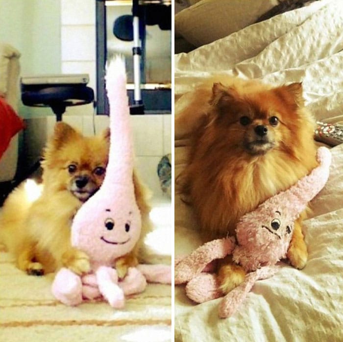pets-growing-up-with-toys-24__700