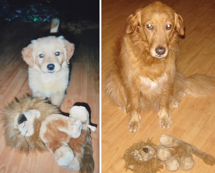 pets-growing-up-with-toys-291__700