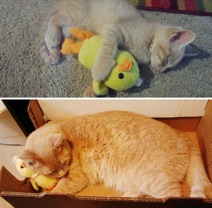 pets-growing-up-with-toys-4__700