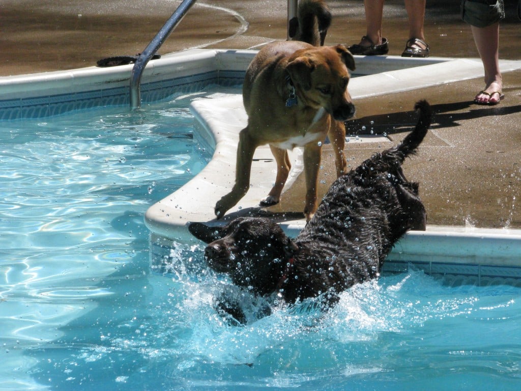 Pool-dogs-1024x768