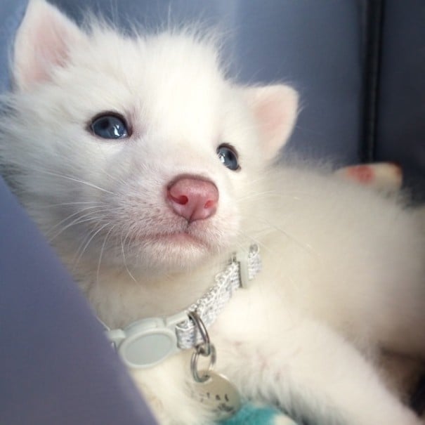 rylai-siberian-fox-red-silver-pet-domesticated-9-605x605