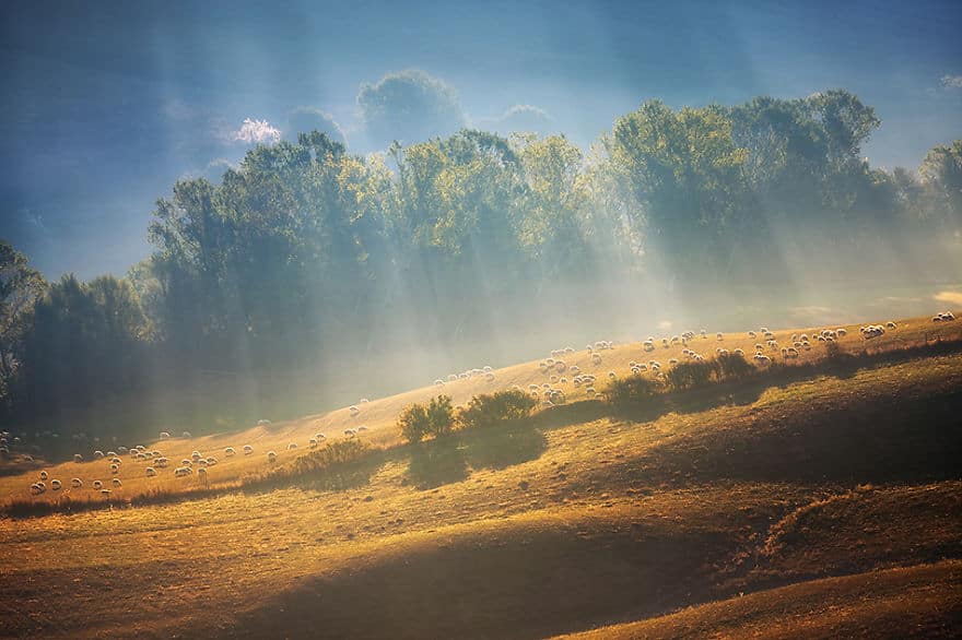 Sheeps-in-rays-950__880