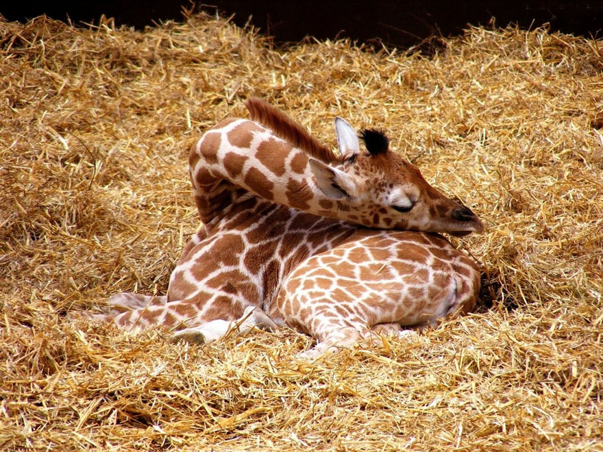 sleeping-giraffe-1__880