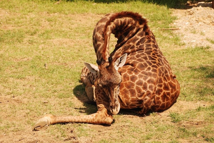 sleeping-giraffe-2__880