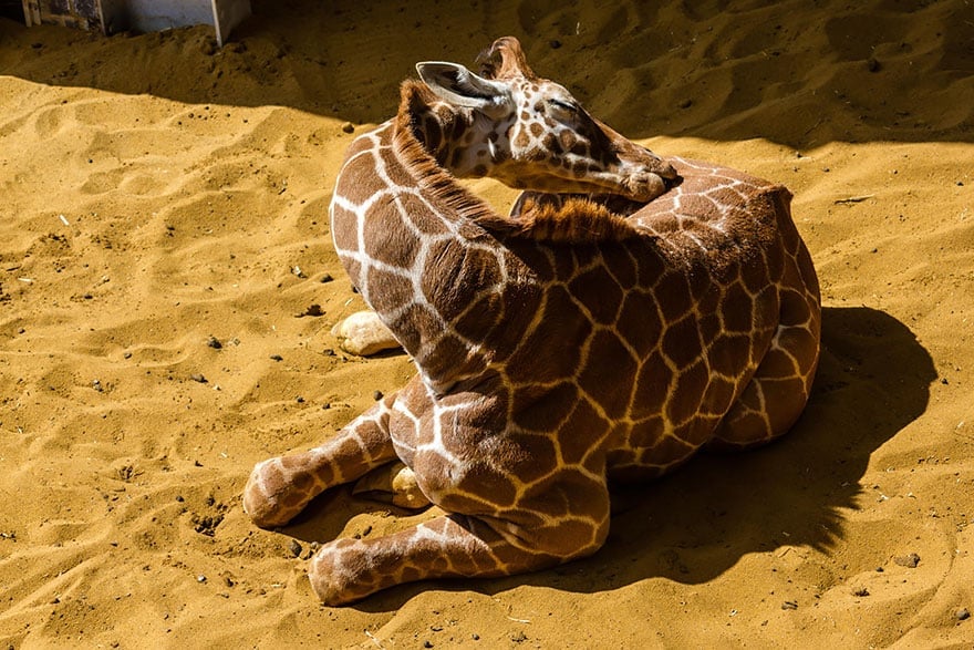 sleeping-giraffes-10__880