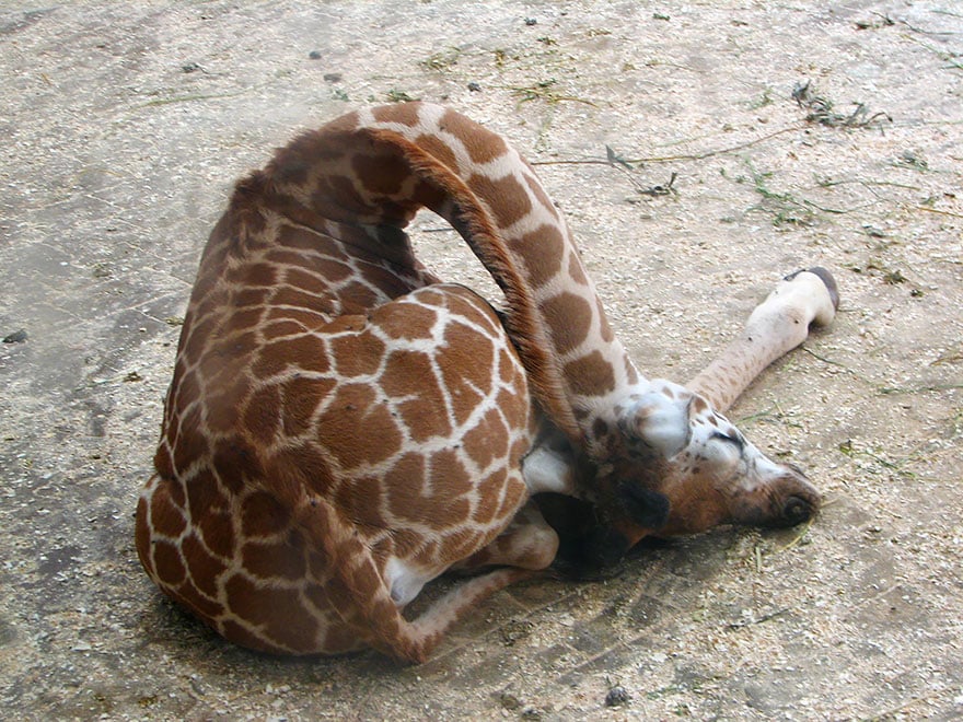 sleeping-giraffes-2__880