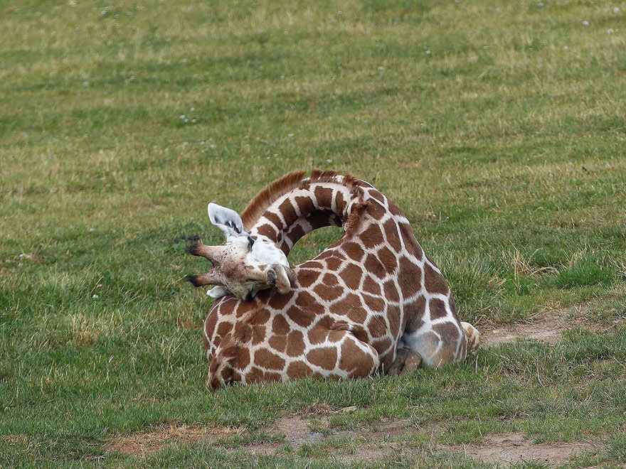 sleeping-giraffes-4__880