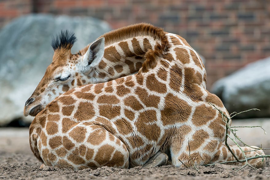 sleeping-giraffes-5__880