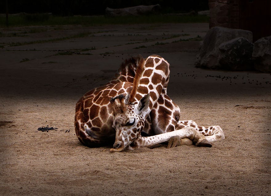 sleeping-giraffes-6__880
