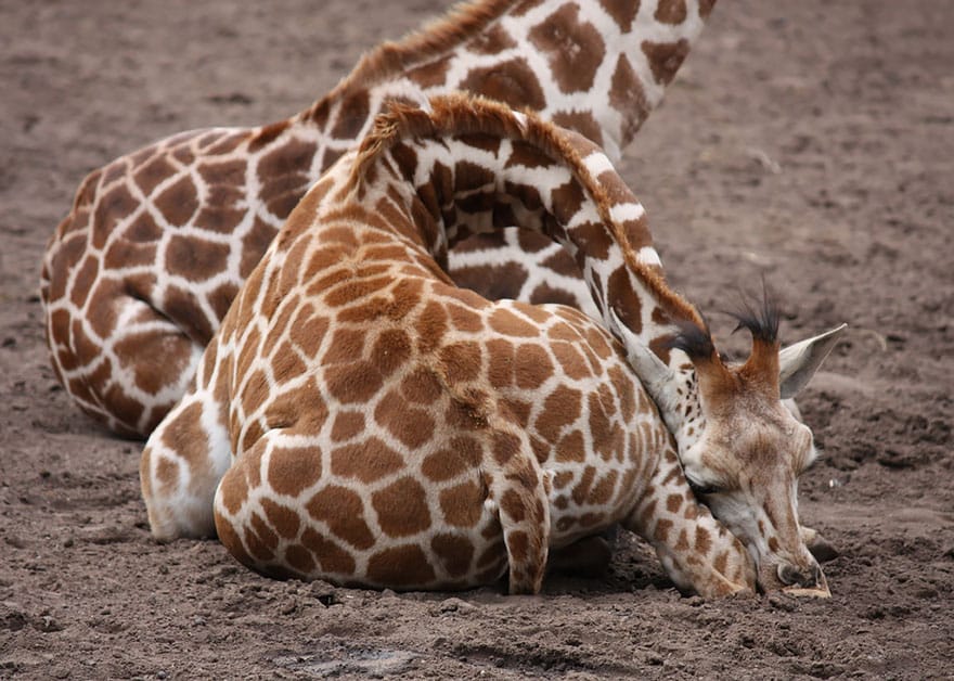 sleeping-giraffes-8__880