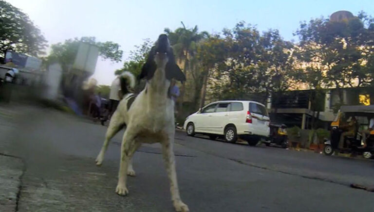 Δείτε πώς είναι η ζωή μέσα από τα μάτια ενός αδέσποτου σκύλου