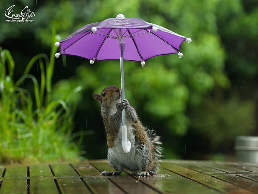 squirrel-umbrella-rain-squirrelisimo-max-ellis-4