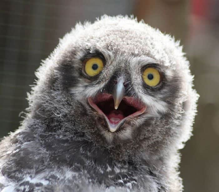 surprised-shocked-animals-funny-22__700