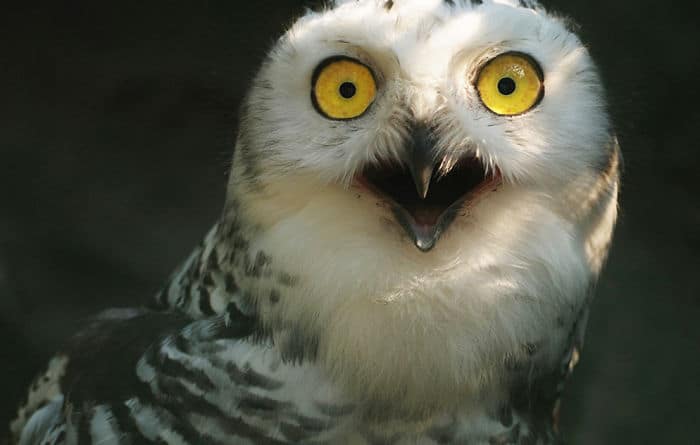 surprised-shocked-animals-funny-29__700