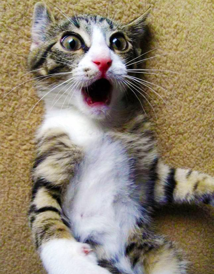 surprised-shocked-animals-funny-32__700