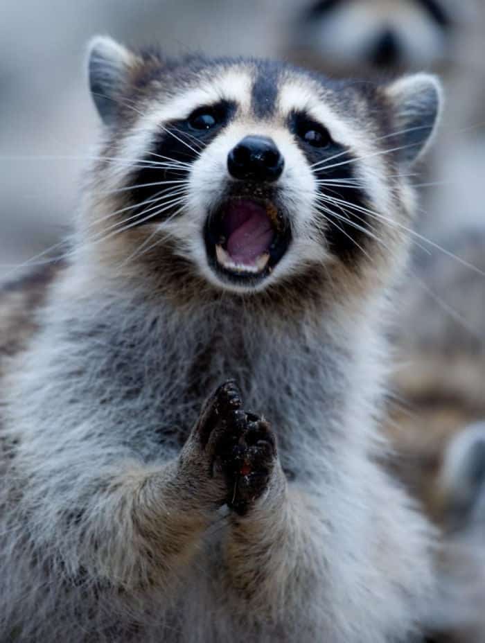 surprised-shocked-animals-funny-37__700