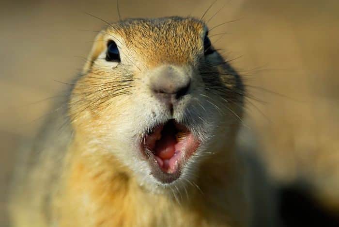 surprised-shocked-animals-funny-38__700