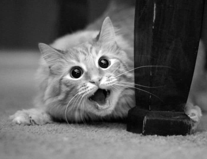 surprised-shocked-animals-funny-3__700