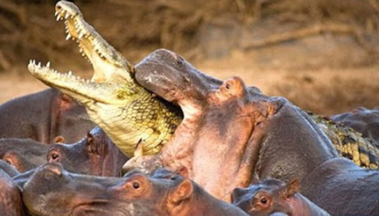 Αυτά είναι τα 10 πιο φονικά ζώα στον πλανήτη!