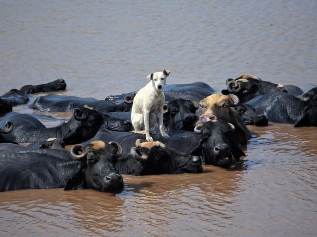 the_top_animal_photographs_of_2012_640_08