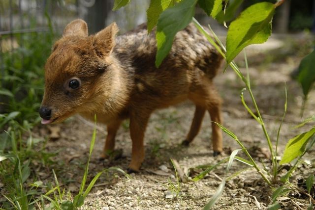 the_top_animal_photographs_of_2012_640_38