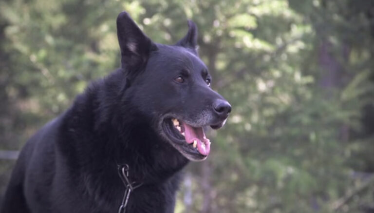 O ιδιοκτήτης  εγκλωβίστηκε και ήταν κοντά στο θάνατο. Δείτε τι εκπληκτικό έκανε αυτός ο σκύλος.