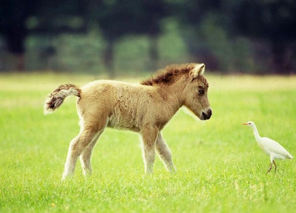 tiny horses 19 605