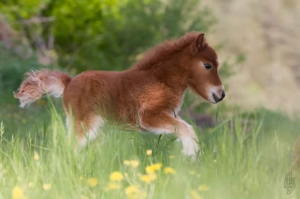 tiny horses 27 605