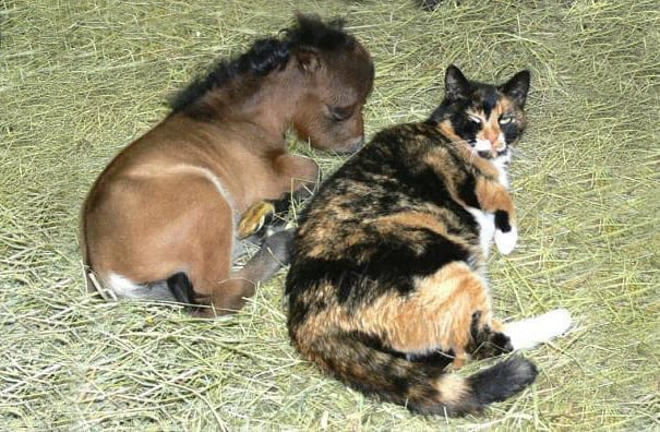 tiny horses 37 605