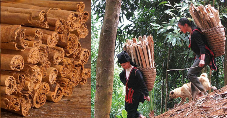 Η άγνωστη διαδικασία της συγκομιδής κανέλας είναι πραγματικά κάτι το πολύ εντυπωσιακό