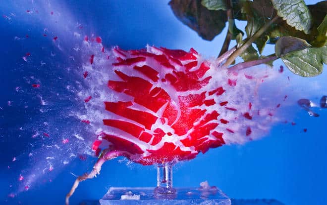 un photographe capture le moment exact dun impact et sublime lexplosion des objets6 l