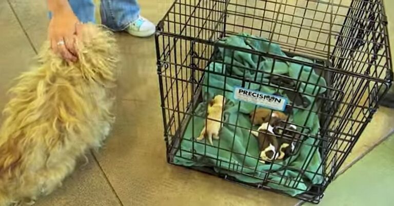 Επανένωσαν μια εγκαταλελειμμένη μητέρα με τα νεογέννητα κουταβάκια της. Δείτε την συγκλονιστική αντίδρασή της