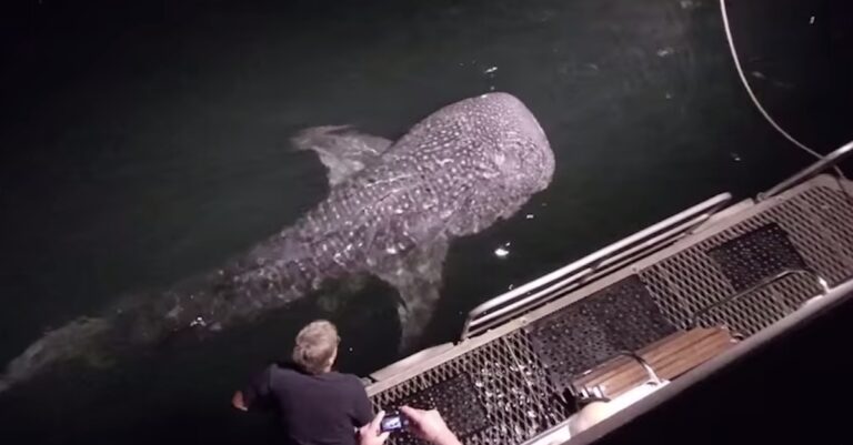 Ένας τεράστιος καρχαρίας κατευθύνεται προς το σκάφος τους. Δείτε την απίστευτη αντίδραση ενός άντρα από το πλήρωμα!