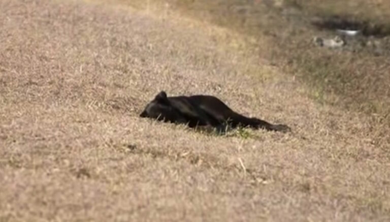 Βρήκαν μια έγκυο σκυλίτσα ξαπλωμένη στο έδαφος. Λίγα λεπτά αργότερα εντόπισαν κάτι μαγικό!