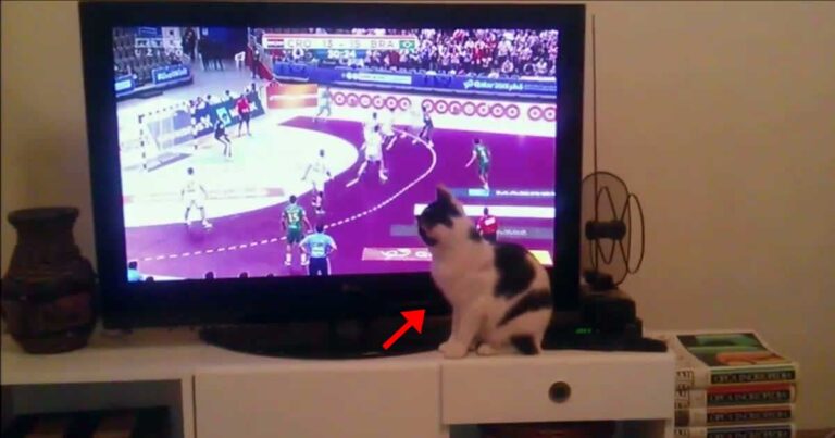 Ο γάτος που δεν χάνει αγώνα για αγώνα! Δείτε με τι προσοχή βλέπει αγώνες στην τηλεόραση!