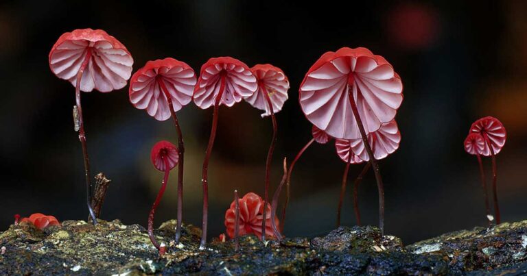 Φωτογραφίες από πανέμορφα μανιτάρια της Αυστραλίας!