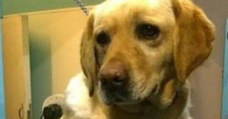 Σκύλος στην Βρετανία περπάτησε 2 μίλια για να γυρίσει πίσω στην άρρωστη ιδιοκτήτρια του!