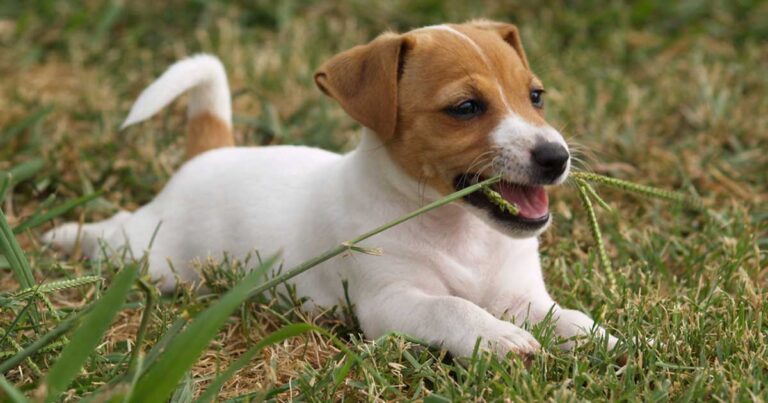 Τα 30 φυτά του κήπου που μπορεί να σκοτώσουν το σκύλο ή τη γάτα σας
