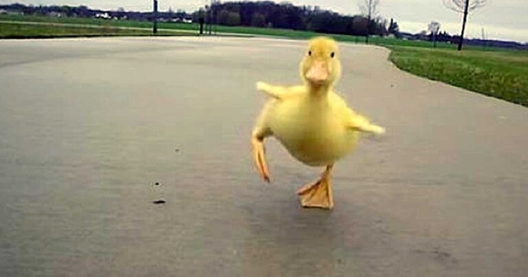Κανείς δεν πίστευε ότι αυτό το χηνάκι τον ακολουθεί κάθε μέρα μέχρι που έβγαλε αυτό το βίντεο